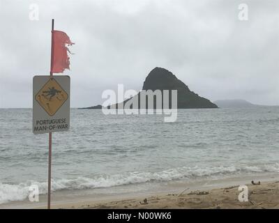 Homme portugais-de-guerre à Kualoa Beach Park,Windward Oahu. Photo prise d'Août 9,2018. Banque D'Images