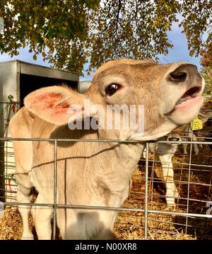 Coin confortable ferme annuel marché, Waukesha, USA. 9 octobre 2018. 9 octobre 2018, Cosy Nook Farm de Waukesha, WI est titulaire d'un marché agricole annuelle d'automne avec les gourdes et DianaJ Stockimo, citrouilles/News/Alamy Crédit : Diana J./StockimoNews/Alamy Live News Banque D'Images