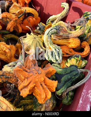 Coin confortable ferme annuel marché, Waukesha, USA. 9 octobre 2018. 9 octobre 2018, Cosy Nook Farm de Waukesha, WI est titulaire d'un marché agricole annuelle d'automne avec les gourdes et DianaJ Stockimo, citrouilles/News/Alamy Crédit : Diana J./StockimoNews/Alamy Live News Banque D'Images