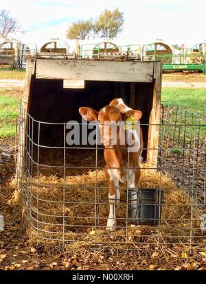 Coin confortable ferme annuel marché, Waukesha, USA. 9 octobre 2018. 9 octobre 2018, Cosy Nook Farm de Waukesha, WI est titulaire d'un marché agricole annuelle d'automne avec les gourdes et DianaJ Stockimo, citrouilles/News/Alamy Crédit : Diana J./StockimoNews/Alamy Live News Banque D'Images