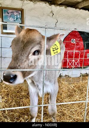 Coin confortable ferme annuel marché, Waukesha, USA. 9 octobre 2018. 9 octobre 2018, Cosy Nook Farm de Waukesha, WI est titulaire d'un marché agricole annuelle d'automne avec les gourdes et DianaJ Stockimo, citrouilles/News/Alamy Crédit : Diana J./StockimoNews/Alamy Live News Banque D'Images