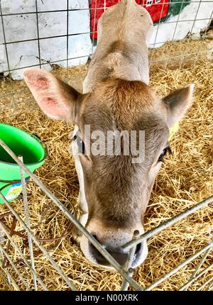 Coin confortable ferme annuel marché, Waukesha, USA. 9 octobre 2018. 9 octobre 2018, Cosy Nook Farm de Waukesha, WI est titulaire d'un marché agricole annuelle d'automne avec les gourdes et DianaJ Stockimo, citrouilles/News/Alamy Crédit : Diana J./StockimoNews/Alamy Live News Banque D'Images