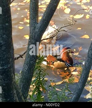 New York, New York, USA. 4ème Nov, 2018. Le Canard Mandarin de Central Park à New York. Dans le monde entier en tant que célébrité son origine est un mystère. La foule de gens et les photographes essayant de capturer son image. Credit : Yvonne M. Conde/StockimoNews/Alamy Live News Banque D'Images