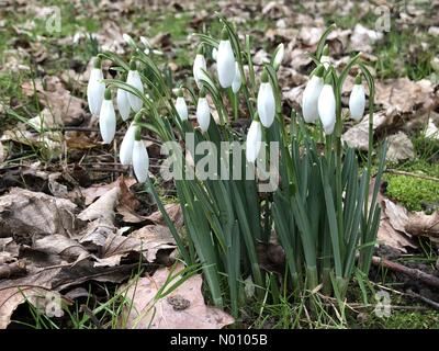 St Albans, Hertfordshire. 19Th Jul 2019. Météo France : perce-neige en janvier autour de vieilles feuilles mortes St Albans dans le Hertfordshire/StockimoNews anakinscattykin : Crédit/Alamy Live News Banque D'Images