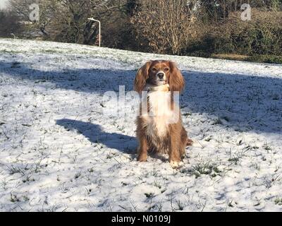 Gravesend, Kent, UK. 30 janvier, 2019. Pip Cockapoo posant dans une fine couche de neige qui s'installe sur Gravesend, Kent, la nuit dernière. Crédit : Rob Powell/StockimoNews/Alamy Live News Banque D'Images