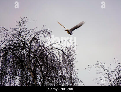 Godalming, Surrey, UK. 4 janvier 2020. UK : Météo nuageux à Godalming. Sycamore Avenue, Godalming. Le 04 janvier 2020. Un froid et nuageux pour démarrer le week-end à travers le pays d'accueil. Une aigrette garzette à Godalming, Surrey. /StockimoNews jamesjagger : Crédit/Alamy Live News Banque D'Images