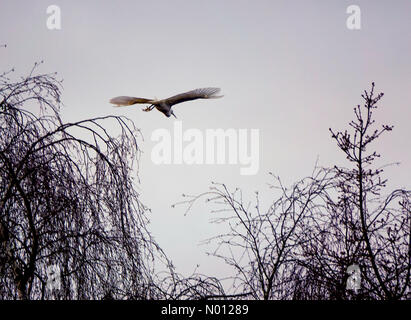 Godalming, Surrey, UK. 4 janvier 2020. UK : Météo nuageux à Godalming. Sycamore Avenue, Godalming. Le 04 janvier 2020. Un froid et nuageux pour démarrer le week-end à travers le pays d'accueil. Une aigrette garzette à Godalming, Surrey. /StockimoNews jamesjagger : Crédit/Alamy Live News Banque D'Images