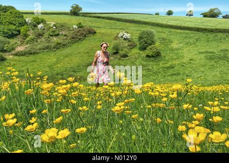 Dunsford, Devon. 9 mai 2020. Météo au Royaume-Uni: Champ coloré de tasses de beurre à Dunsford, Devon sur une journée ensoleillée crédit: Nidpor/StockimoNews/Alay Live News Banque D'Images