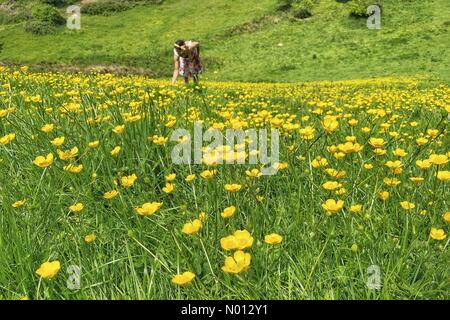 Dunsford, Devon. 9 mai 2020. Météo au Royaume-Uni: Champ coloré de tasses de beurre à Dunsford, Devon sur une journée ensoleillée crédit: Nidpor/StockimoNews/Alay Live News Banque D'Images