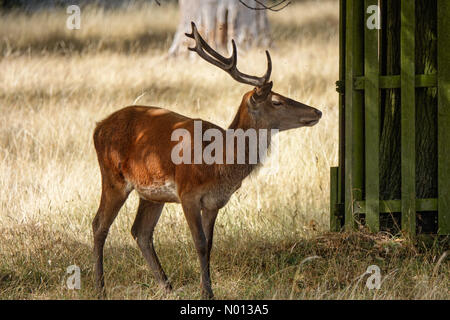 Météo au Royaume-Uni : soleil et douches à Hampton court. Bushy Park, Hampton court. 17 août 2020. Temps instable dans le sud-est aujourd'hui. Cerf rouge au parc Bushy à Hampton court. Crédit : jamesjagger/StockimoNews/Alay Live News Banque D'Images