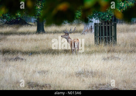 Météo au Royaume-Uni : soleil et douches à Hampton court. Bushy Park, Hampton court. 17 août 2020. Temps instable dans le sud-est aujourd'hui. Cerf rouge au parc Bushy à Hampton court. Crédit : jamesjagger/StockimoNews/Alay Live News Banque D'Images