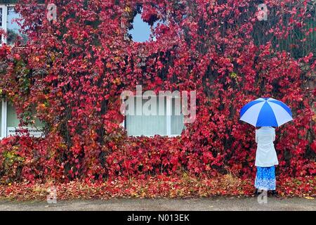 IDE, Devon. 3 octobre 2020. Météo au Royaume-Uni : le Creeper de Virginie coloré fleurit lors d'une journée de drizzly dans l'IDE, Devon Credit: Nidpor/StockimoNews/Alay Live News Banque D'Images