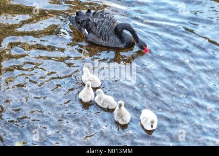 Dawlish, Devon, Royaume-Uni. 5 novembre 2020. Royaume-Uni Météo: Cygnets de cygne noir frais à Dawlish, Devon crédit: Nidpor/StockimoNews/Alay Live News Banque D'Images