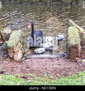 Dawlish, Devon, Royaume-Uni. 5 novembre 2020. Royaume-Uni Météo: Cygnets de cygne noir frais à Dawlish, Devon crédit: Nidpor/StockimoNews/Alay Live News Banque D'Images