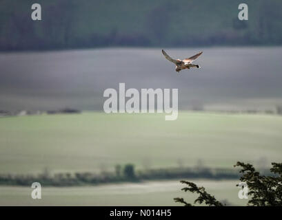 Météo au Royaume-Uni : intervalles ensoleillés à Petersfield. Busser Hill, Petersfield. 08 avril 2021. Des intervalles ensoleillés à travers le sud aujourd'hui. Un kestrel survolant Busser Hill dans le Hampshire. Crédit : jamesjagger/StockimoNews/Alay Live News Banque D'Images