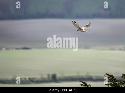 Météo au Royaume-Uni : intervalles ensoleillés à Petersfield. Busser Hill, Petersfield. 08 avril 2021. Des intervalles ensoleillés à travers le sud aujourd'hui. Un kestrel survolant Busser Hill dans le Hampshire. Crédit : jamesjagger/StockimoNews/Alay Live News Banque D'Images