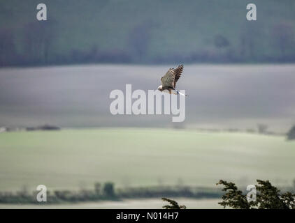 Météo au Royaume-Uni : intervalles ensoleillés à Petersfield. Busser Hill, Petersfield. 08 avril 2021. Des intervalles ensoleillés à travers le sud aujourd'hui. Un kestrel survolant Busser Hill dans le Hampshire. Crédit : jamesjagger/StockimoNews/Alay Live News Banque D'Images