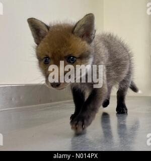 Newton Abbot, Devon, Royaume-Uni. 1er mai 2021.Cute bébé renard de 5 semaines cub Rowan à ELM Wildlife Centre de sauvetage, de soins et de réhabilitation le plus grand centre de sauvetage, Seale Hayne, Newton Abbot. 1er mai 2021. Veuillez créditer ELM Wildlife/nidpor Credit: Nidpor/StockimoNews/Alamy Live NewsCredit: ELM Wildlife/nidpor/Alamy Live News Banque D'Images