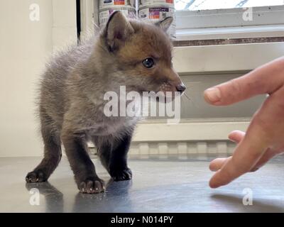 Newton Abbot, Devon, Royaume-Uni. 1er mai 2021.Cute bébé renard de 5 semaines cub Rowan à ELM Wildlife Centre de sauvetage, de soins et de réhabilitation le plus grand centre de sauvetage, Seale Hayne, Newton Abbot. 1er mai 2021. Veuillez créditer ELM Wildlife/nidpor Credit: Nidpor/StockimoNews/Alamy Live NewsCredit: ELM Wildlife/nidpor/Alamy Live News Banque D'Images