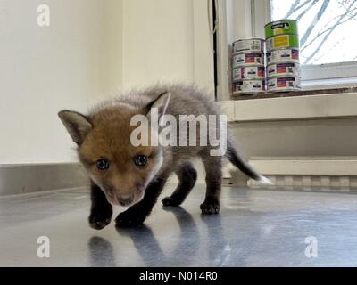 Newton Abbot, Devon, Royaume-Uni. 1er mai 2021.Cute bébé renard de 5 semaines cub Rowan à ELM Wildlife Centre de sauvetage, de soins et de réhabilitation le plus grand centre de sauvetage, Seale Hayne, Newton Abbot. 1er mai 2021. Veuillez créditer ELM Wildlife/nidpor Credit: Nidpor/StockimoNews/Alamy Live NewsCredit: ELM Wildlife/nidpor/Alamy Live News Banque D'Images