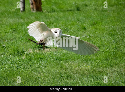 Météo au Royaume-Uni : intervalles ensoleillés dans le Kent. Wildwood Trust, Herne. 07e août 2021. Intervalles ensoleillés entre les douches à travers le Kent. Un hibou de la grange en vol à Wildwood près de Canterbury dans le Kent. Crédit : jamesjagger/StockimoNews/Alay Live News Banque D'Images