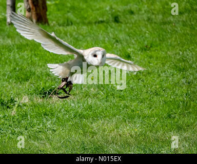 Météo au Royaume-Uni : intervalles ensoleillés dans le Kent. Wildwood Trust, Herne. 07e août 2021. Intervalles ensoleillés entre les douches à travers le Kent. Un hibou de la grange en vol à Wildwood près de Canterbury dans le Kent. Crédit : jamesjagger/StockimoNews/Alay Live News Banque D'Images