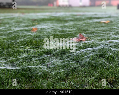 Météo au Royaume-Uni : rosée du matin à Farnham.Morley Rd, Farnham.11 novembre 2021.Un début de journée brillant mais brumeux à travers les comtés d'origine.Rosée matinale sur des toiles d'araignée sur un champ à Farnham, dans le Surrey.Crédit : jamesjagger/StockimoNews/Alay Live News Banque D'Images