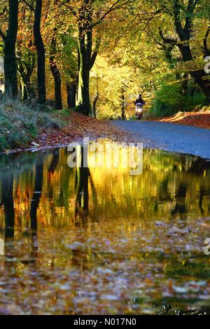 Météo au Royaume-Uni: Réflexions chaudes d'automne après de fortes pluies dans la forêt de Haldon près d'Exeter, Devon, Royaume-Uni. 17 novembre 2022. Credit nidpor/ Alamy Live News Credit: Nidpor/StockimoNews/Alamy Live News Banque D'Images