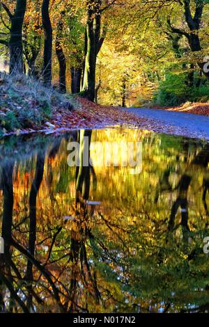 Météo au Royaume-Uni: Réflexions chaudes d'automne après de fortes pluies dans la forêt de Haldon près d'Exeter, Devon, Royaume-Uni. 17 novembre 2022. Credit nidpor/ Alamy Live News Credit: Nidpor/StockimoNews/Alamy Live News Banque D'Images