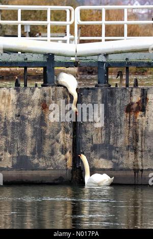 Les cygnes à différents niveaux se nourrissent à Double Locks, près d'Exeter, Devon, Royaume-Uni. 6 décembre 2022. Credit nidpor/ Alamy Live News Credit: Nidpor/StockimoNews/Alamy Live News Banque D'Images