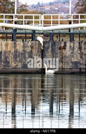 Les cygnes à différents niveaux se nourrissent à Double Locks, près d'Exeter, Devon, Royaume-Uni. 6 décembre 2022. Credit nidpor/ Alamy Live News Credit: Nidpor/StockimoNews/Alamy Live News Banque D'Images