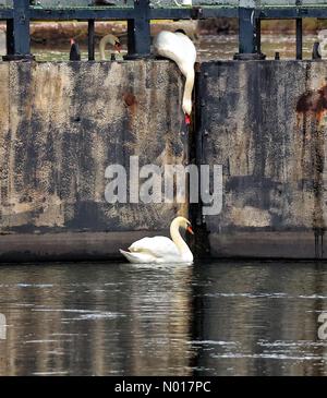 Swans sur différents niveaux à Double Locks, près d'Exeter, Devon, Royaume-Uni. 6 décembre 2022. Credit nidpor/ Alamy Live News Credit: Nidpor/StockimoNews/Alamy Live News Banque D'Images