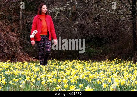 Météo au Royaume-Uni : tapis de jonquilles sauvages en fleur dans les bois de Dunsford. Photo de Raich Keene. Dunsford, Devon, Royaume-Uni. 24th mars 2023. Credit nidpor/Alamy Live News Credit: Nidpor/StockimoNews/Alamy Live News Banque D'Images