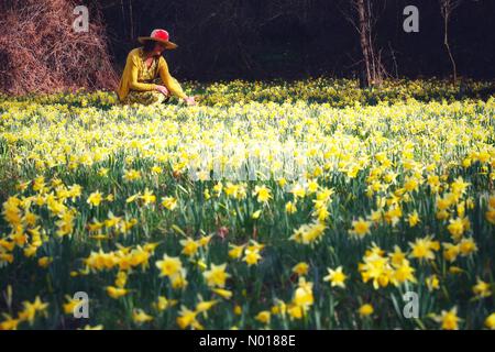Dunsford, Devon. 25th mars 2023. Météo au Royaume-Uni : signe du printemps. Raich Keene dans un tapis coloré de jonquilles sauvages près de Dunsford à Devon, Royaume-Uni. 25th mars 2023. Credit nidpor/ Alamy Live News Credit: Nidpor/StockimoNews/Alamy Live News Banque D'Images