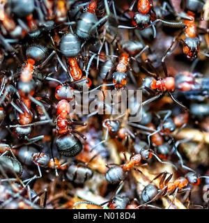 Doddiscombsleigh, Devon, Royaume-Uni. 20 mai 2023. Une colonie de fourmis en bois prédatrices du sud nichent dans les bois près de Doddiscombsleigh, Devon, Royaume-Uni. 20 mai 2023. Credit nidpor/ Alamy Live News Credit: Nidpor/StockimoNews/Alamy Live News Banque D'Images