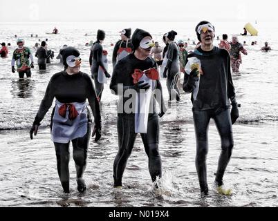 Les foules colorées et les nageurs apprécient le plongeon du lendemain de Noël à Teignmouth, Devon, Royaume-Uni. 26 décembre 2023. Crédit nidpor crédit : nidpor/StockimoNews/Alamy Live News Banque D'Images