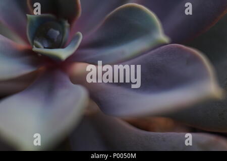 Close up de fraîchement arrosé plante succulente dans le récipient ou le pot dans la lumière du soir. Banque D'Images