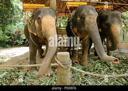 Les éléphants domestiqués triste debout avec selles et attendent les touristes. Banque D'Images