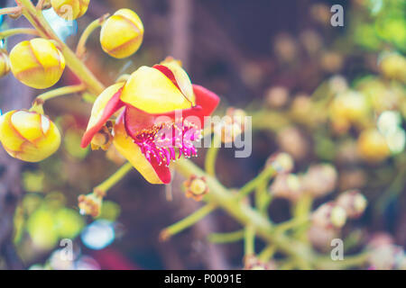 Shorea robusta fleur ou Sal arbre fleur sur l'arbre avec l'arrière-plan flou d'arbre nature Banque D'Images