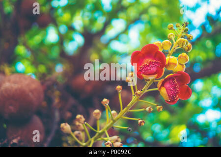 Shorea robusta fleur ou Sal arbre fleur sur l'arbre avec l'arrière-plan flou d'arbre nature Banque D'Images