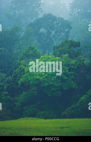 La montagne boisée en pente faible élévation nuage avec le conifère à dans la brume dans un paysage pittoresque voir Banque D'Images