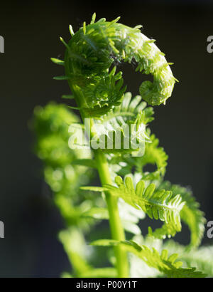 Gros plan d'une fronde de fougère d'un vert vif qui se déroule au printemps. Photographié avec une faible profondeur de champ. Banque D'Images