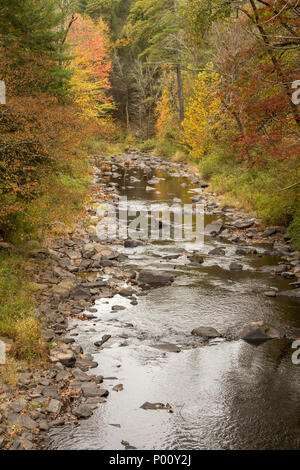 Un ruisseau dans la forêt à New York, le long de la partie supérieure de la Florida Scenic Byway (New York State Route 97) Banque D'Images