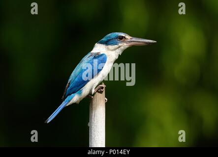 Un collier magnifique(Kingfisher Todiramphus chloris) dans la forêt thaïlandaise Banque D'Images