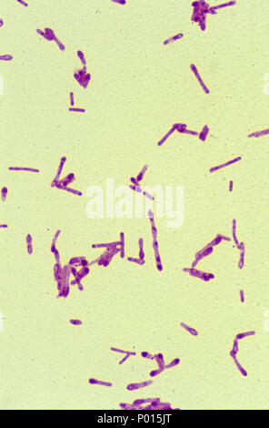 La bactérie Clostridium botulinum Banque D'Images