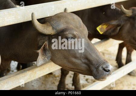 L'eau de style thaïlandais, Thai house buffalo buffalo farm Banque D'Images