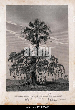 . Un arbre banyan (Ficus benghalensis L.) croissant sur un Palm Palmyre (Borassus flabellifer L.) et abritant 2 personnes. Gravure de J. Greig, après J. Forbes, 1774. . Un arbre banyan (Ficus benghalensis L.) croissant sur un . 1774 1er juin 1812 http://semium.org/time/1774 3 un arbre banyan-John Greig après James Forbes, 1774 Banque D'Images