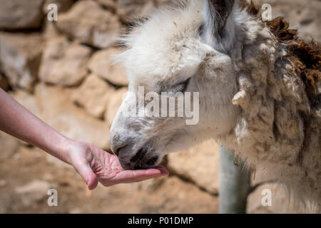 Ferme d'alpagas- Mizpe Ramon, Israël Banque D'Images