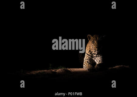 Grand homme leopard reposant la nuit. Banque D'Images