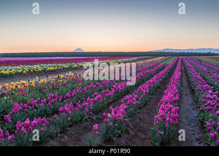 Rangées de tulipes en fleurs colorées dans un grand champ au lever du soleil avec les arbres et les montagnes au loin. Banque D'Images